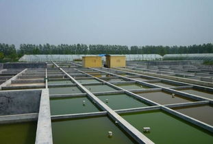 水产养殖专业毕业实践浅谈 从理论到实践，兼谈新生报考与饲料选择