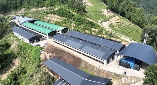 2024年安康畜牧渔业产业发展规划与展望 聚焦饲料核心，驱动产业升级